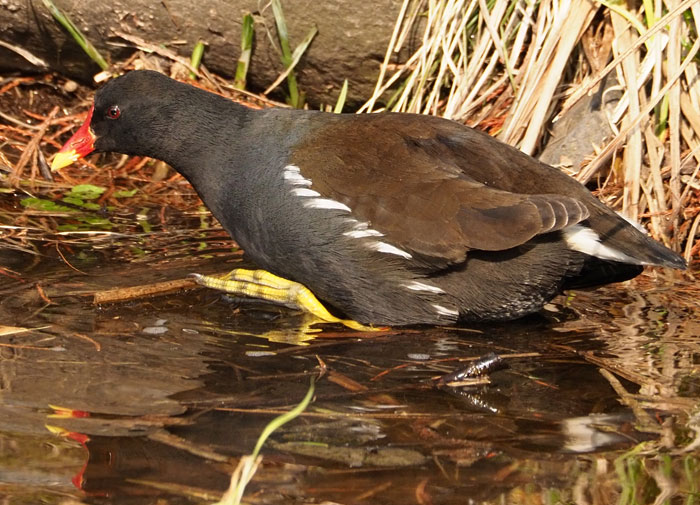 Teichhuhn, Gallinula chloropus